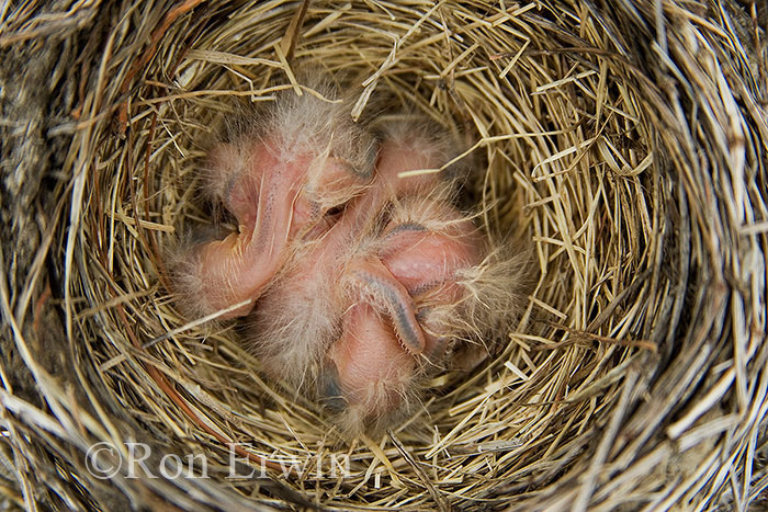 American Robin Nestlings