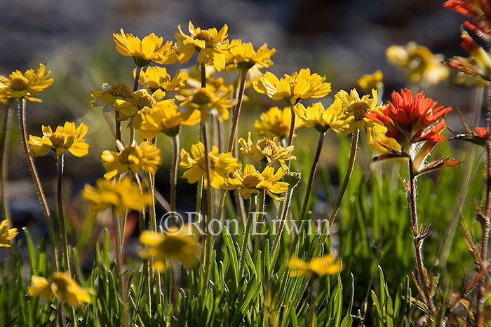 Lakeside Daisy and Indian Paintbrush