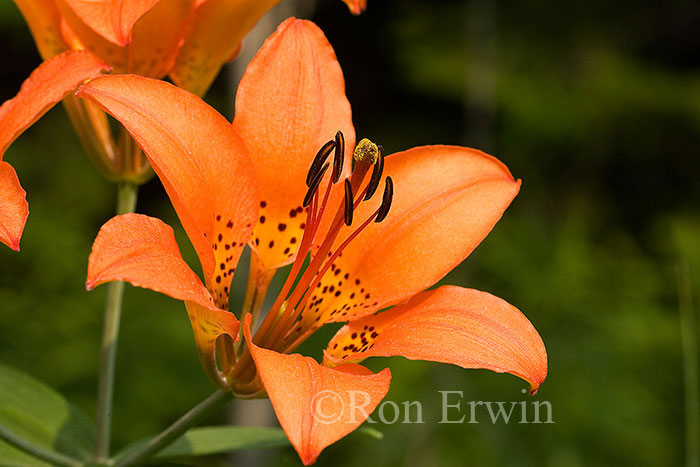 Wood Lily