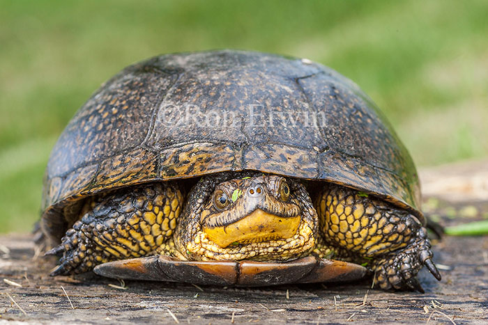 Blanding's Turtle