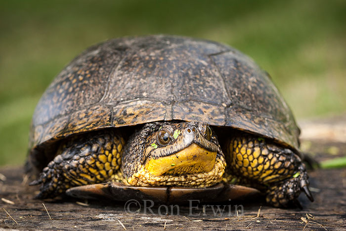 Blanding's Turtle