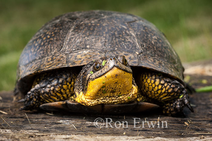 Blanding's Turtle