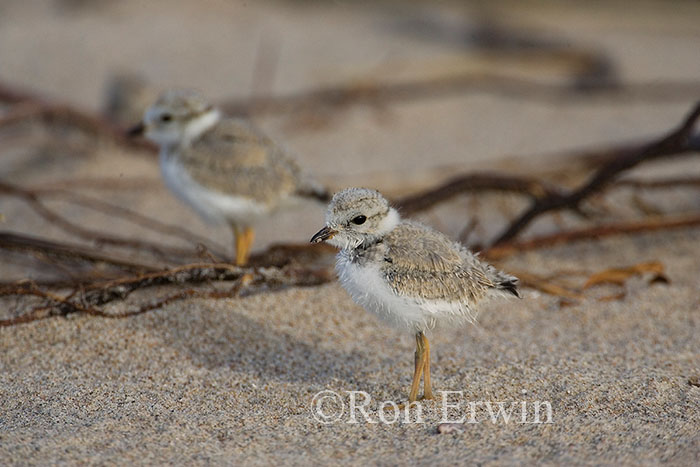 Piping Plover Chicks