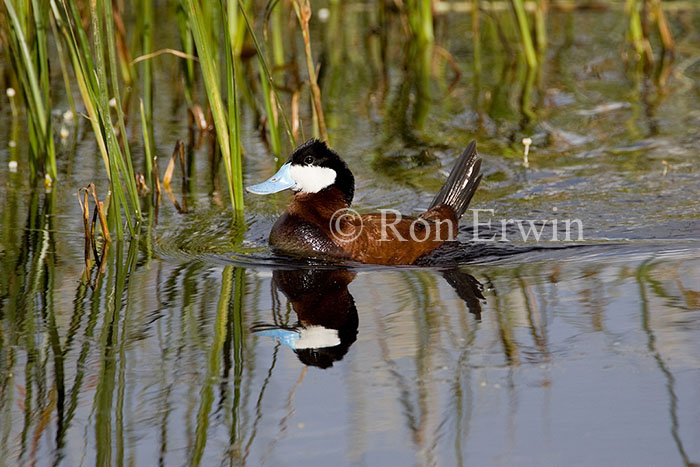 Male Ruddy Duck