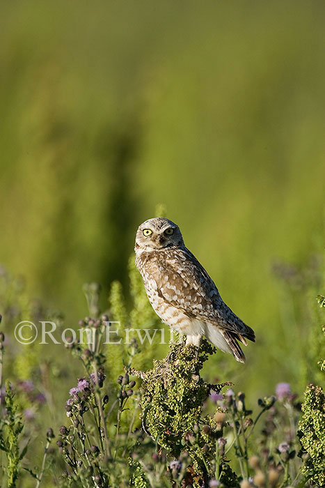 Burrowing Owl