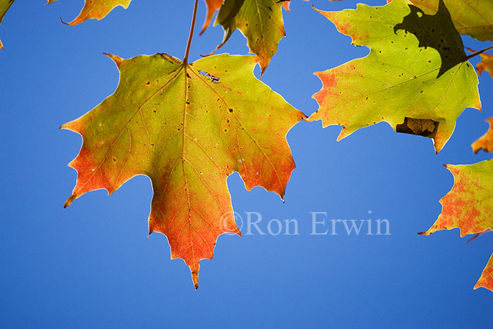  Sugar Maple Leaves