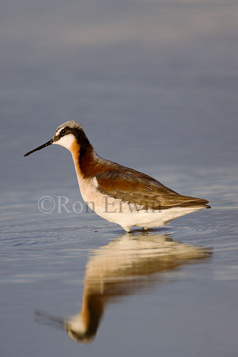 Female Wilson's Phalarope