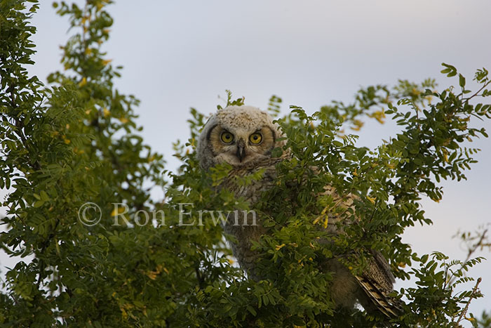 Great Horned Owl