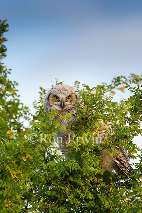 Great Horned Owl