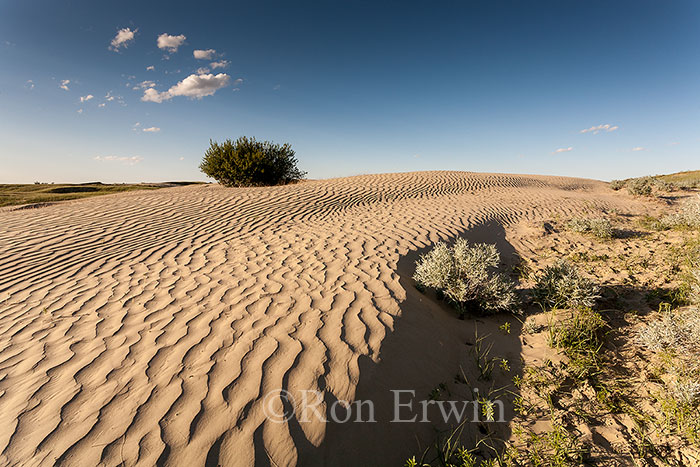 Great Sandhills, Saskatchewan