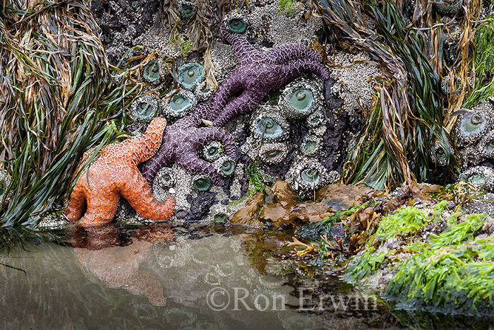 Sea Stars, BC