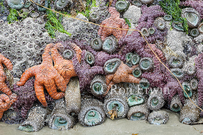 Sea Stars, BC