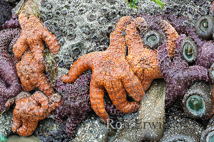 Sea Stars, BC