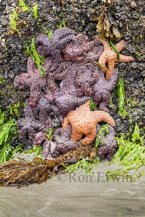 Sea Stars, BC