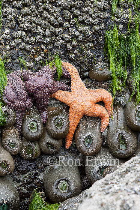 Sea Stars, BC