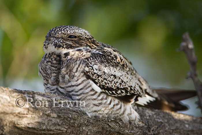 Common Nighthawk