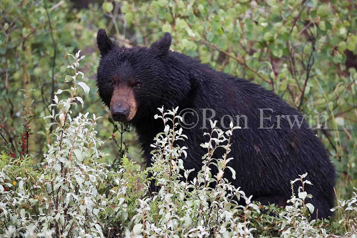 Black Bear