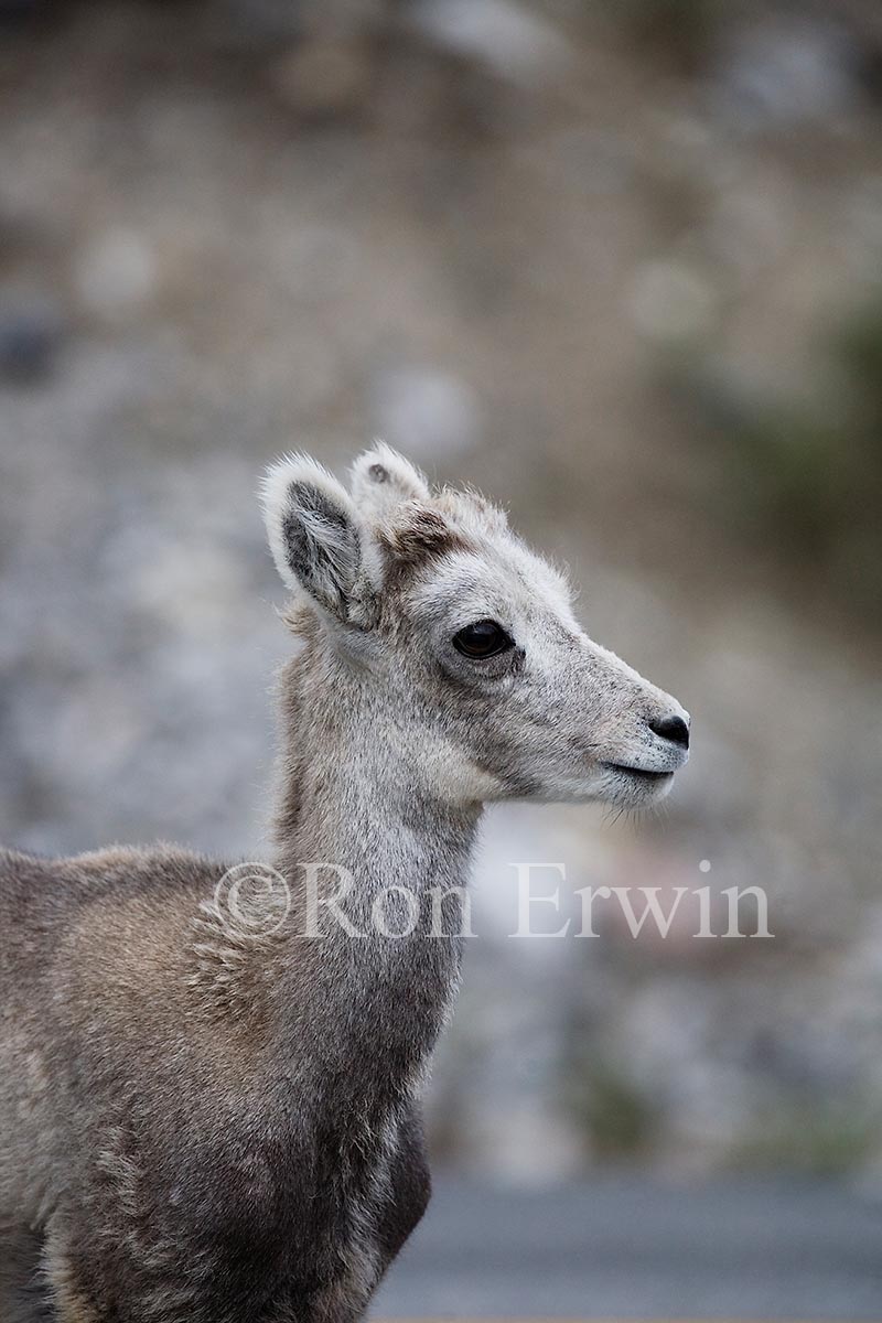 Stone Sheep Lamb