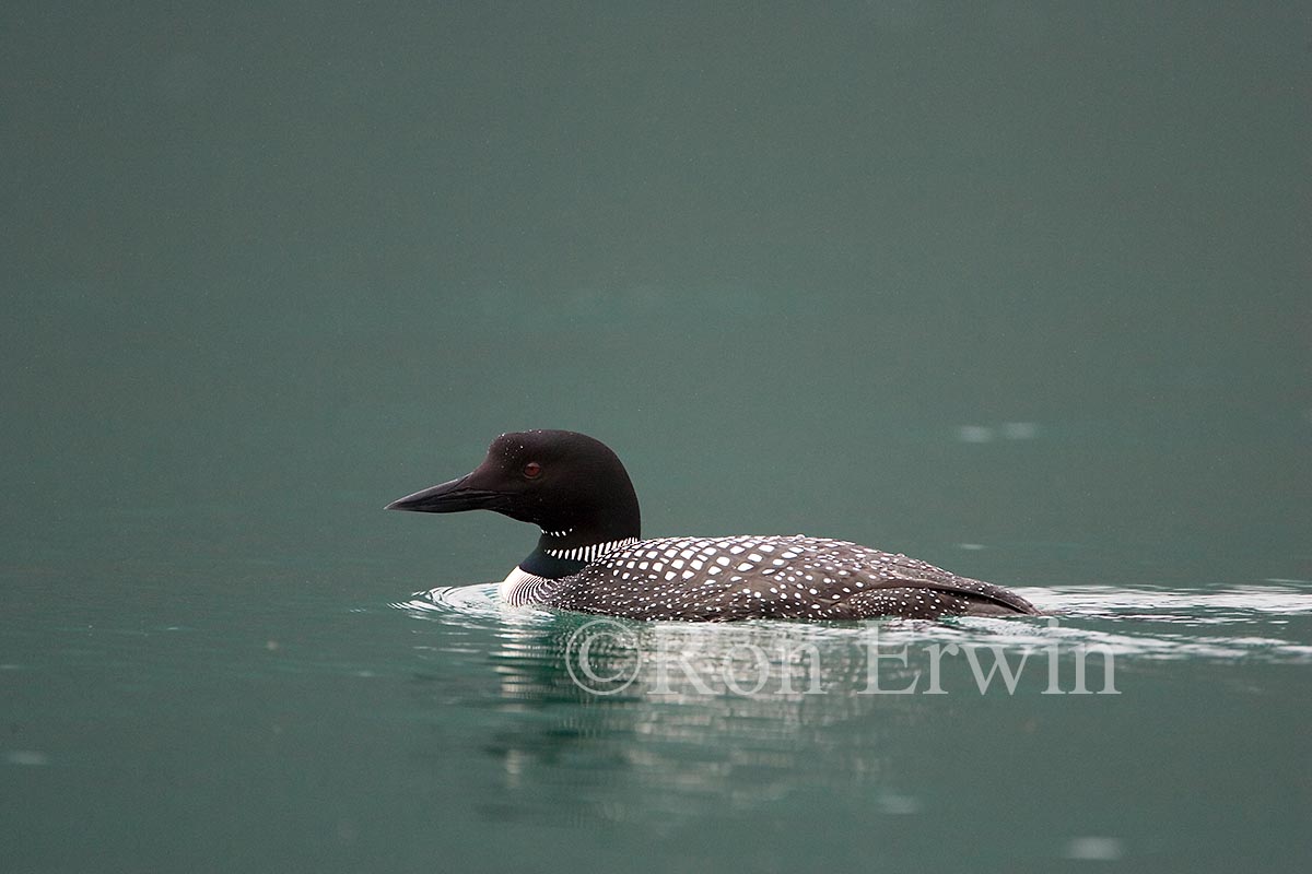 Common Loon