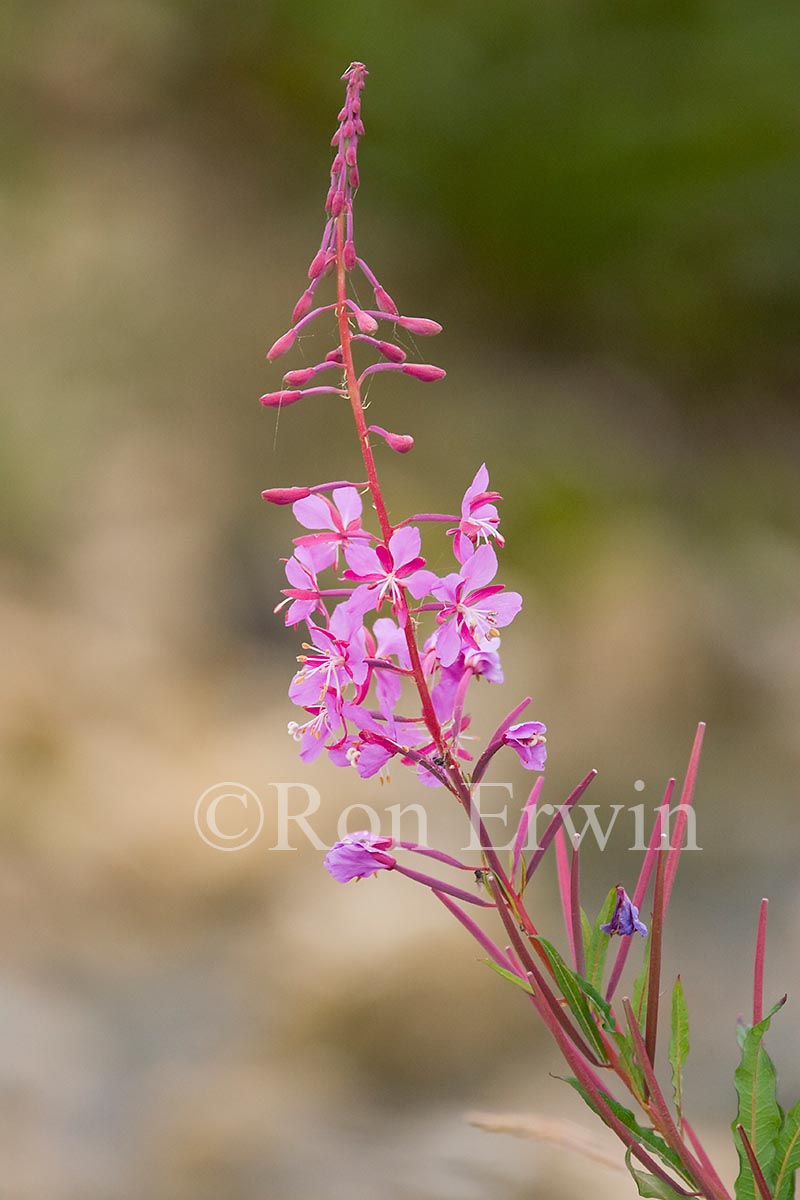 Fireweed