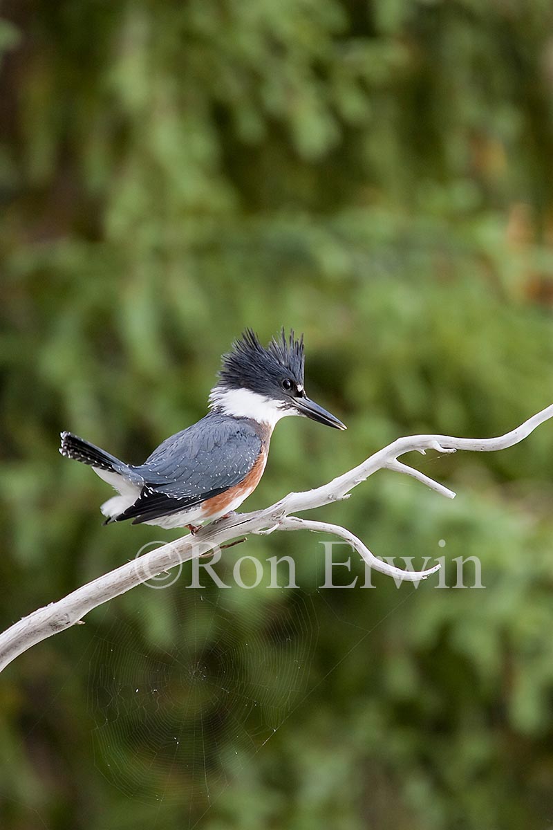 Female Belted Kingfisher