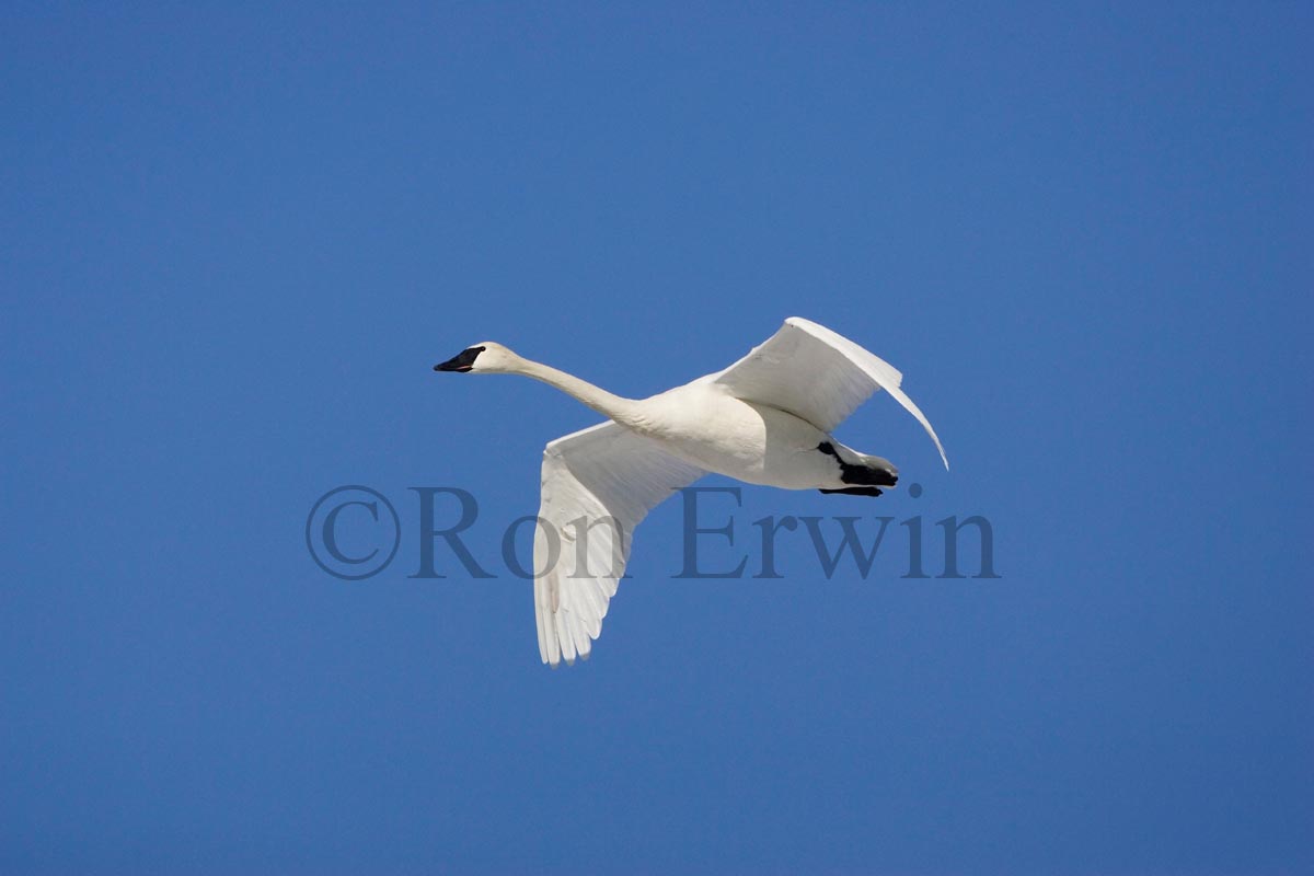 Trumpeter Swan (Cygnus buccinator) in flight over Lake Ontario at Bluffers Park in Toronto, Ontario