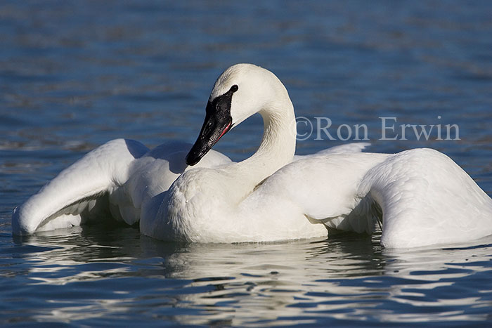 Trumpeter Swan