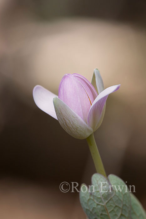 Opening Bloodroot Flower