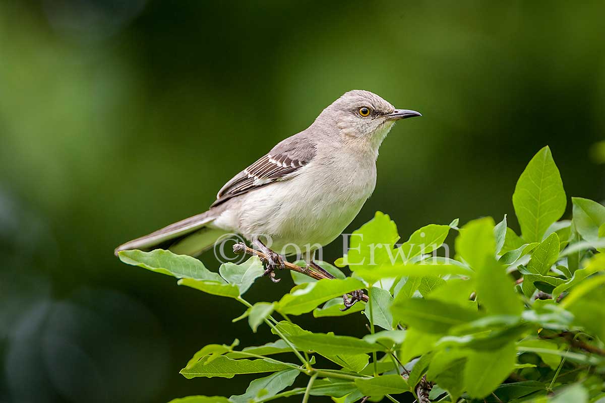 Northern Mockingbird