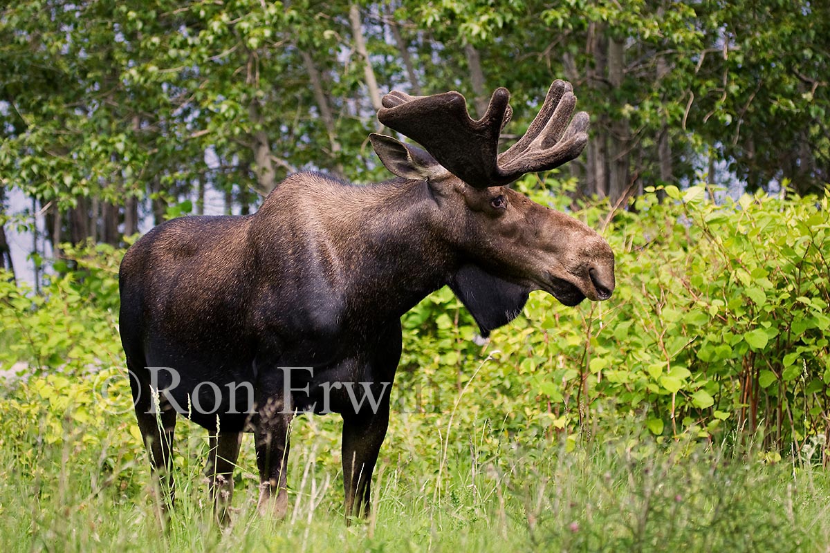 Bull Moose Profile