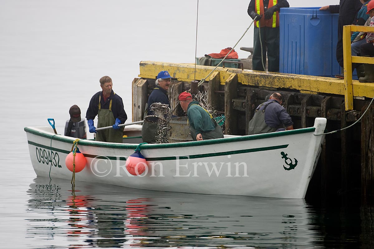 Capelin Fishing, Labrador