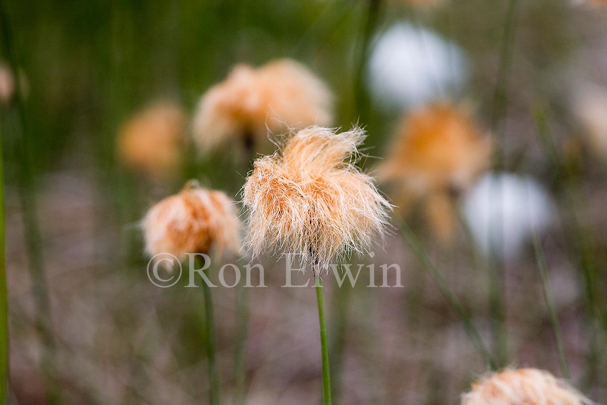 Tawny Cotton Grass