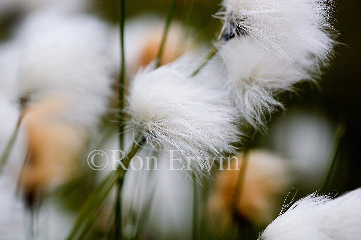 Tawny Cotton Grass