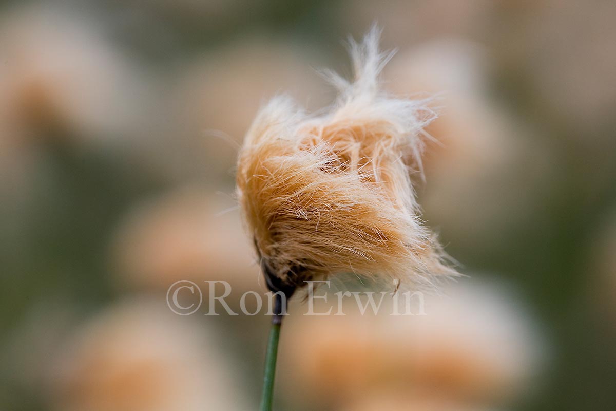 Tawny Cotton Grass