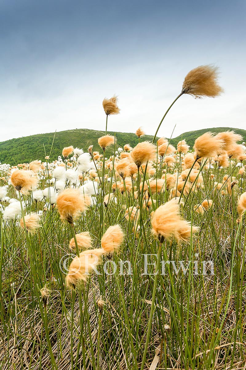 Tawny Cotton Grass, NL