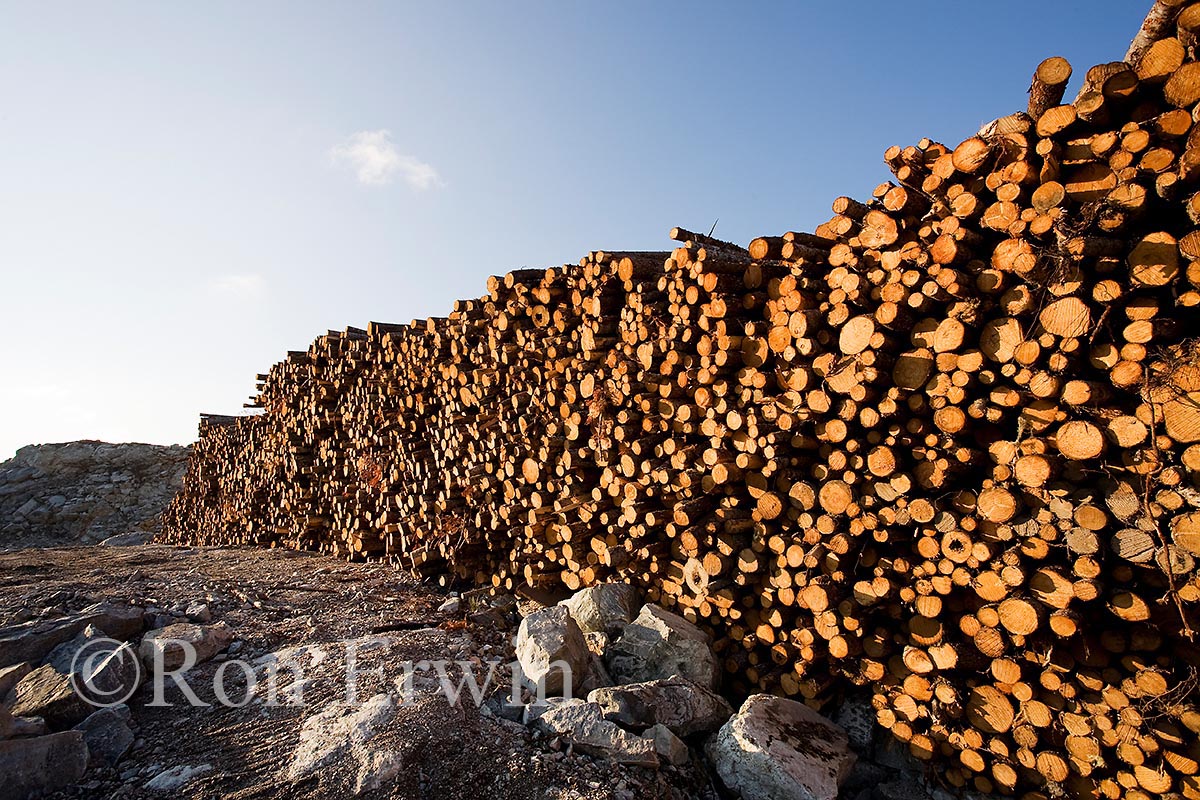 Log Pile, NL