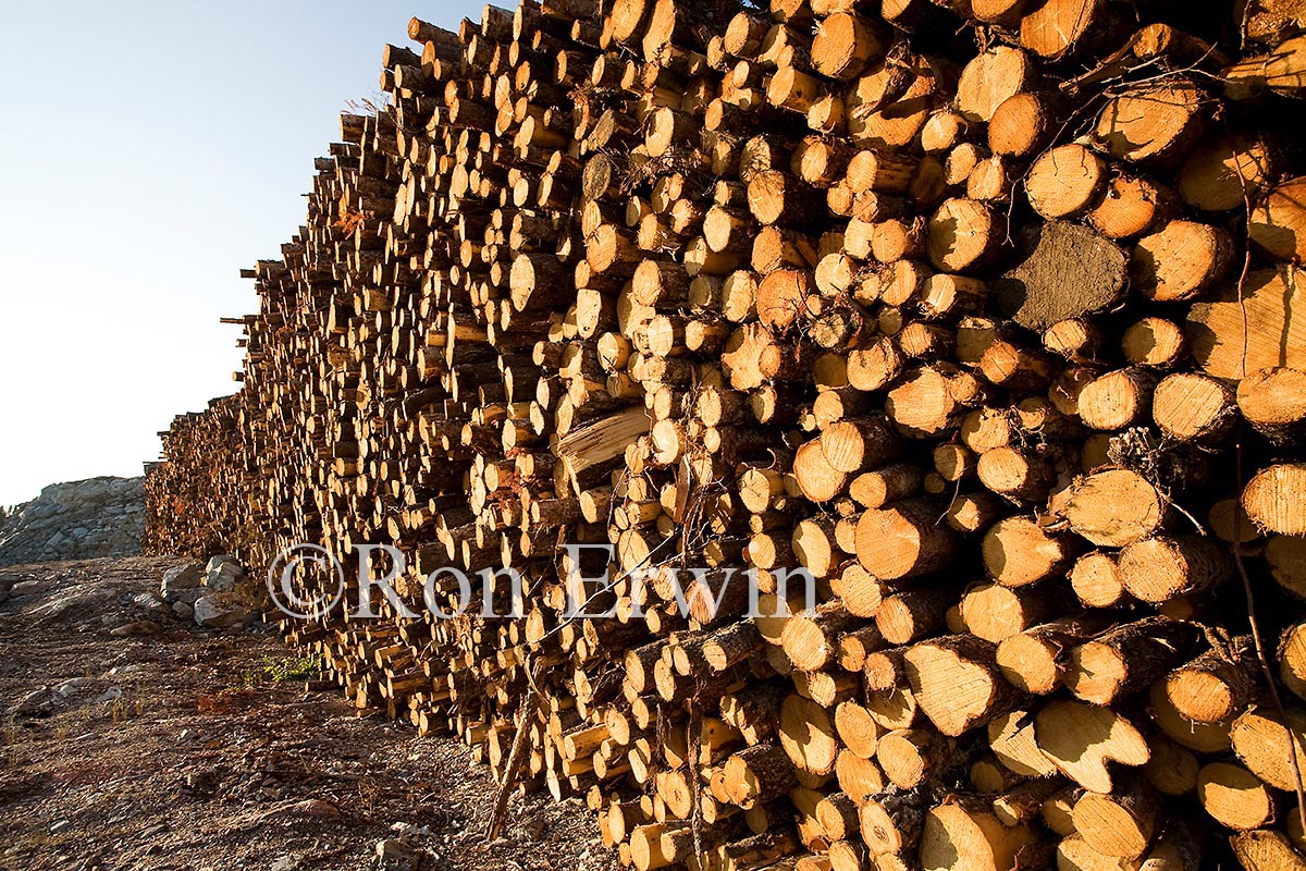 Log Pile, NL