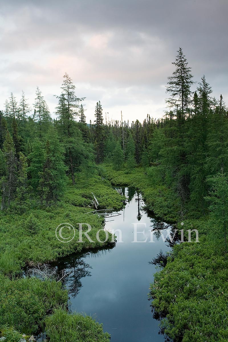 Wetlands and Boreal Forest, NL