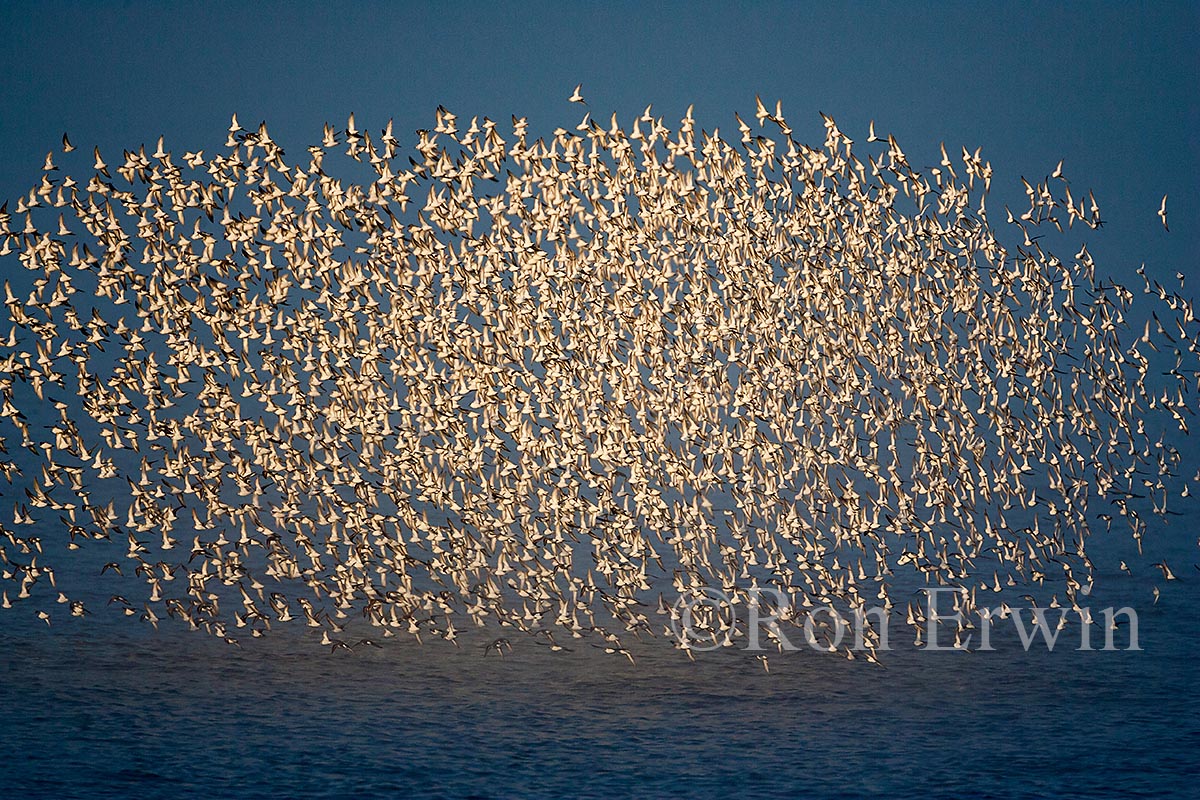 Shorebird Flock, NB