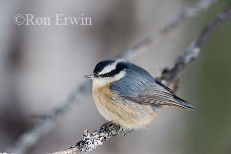 Red-breasted Nuthatch