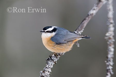 Red-breasted Nuthatch