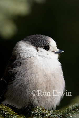 Gray Jay