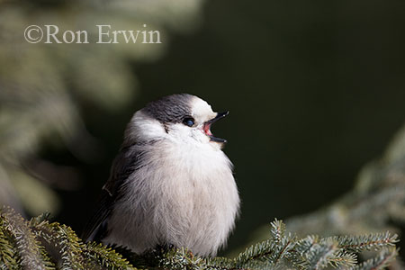 Gray Jay