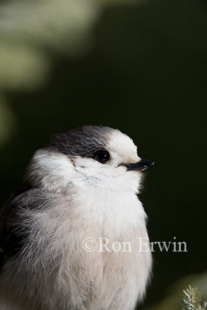 Gray Jay