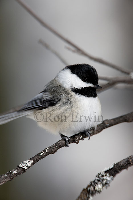 Black-capped Chickadee