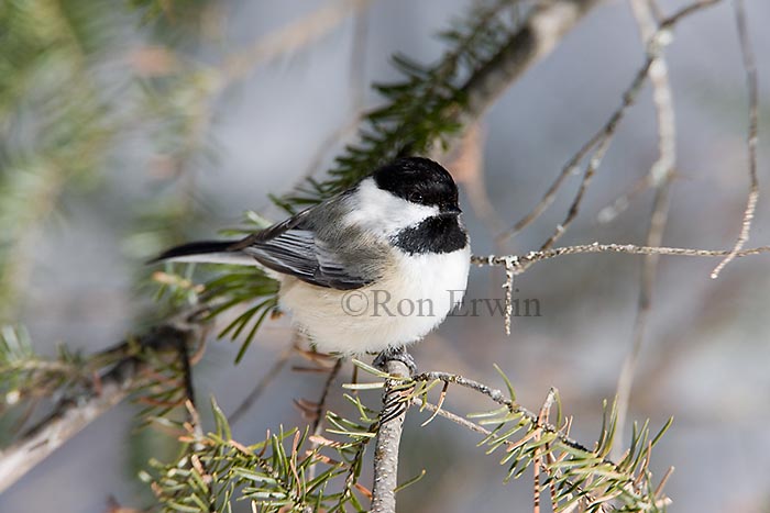 Black-capped Chickadee