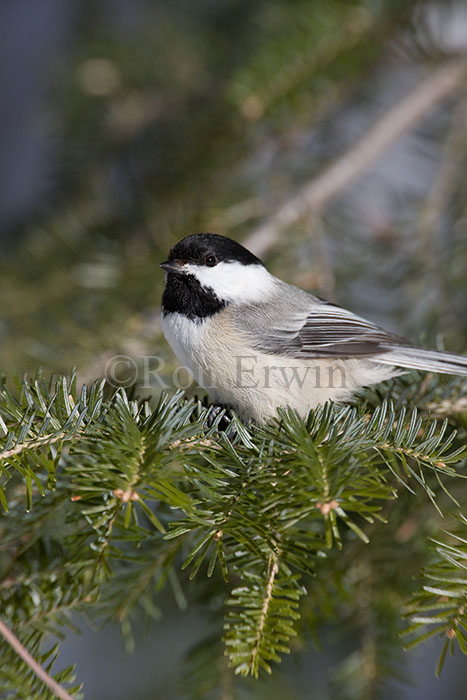 Black-capped Chickadee