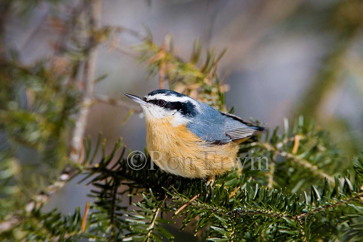 Red-breasted Nuthatch