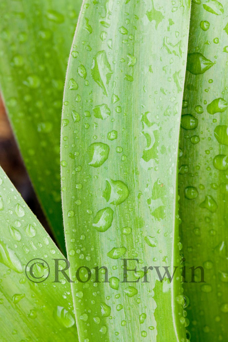 Tulip Leaves