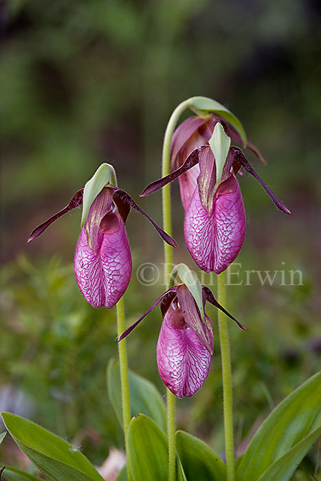 Pink Moccasin Flowers